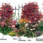 Esquema de un jardín de flores de rosas
