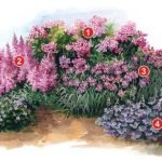 Cama de flores de flores rosadas