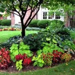 Plantas sombreadas en paisajismo