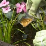 Fertilizar flores