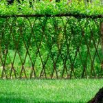 Césped bajo el árbol