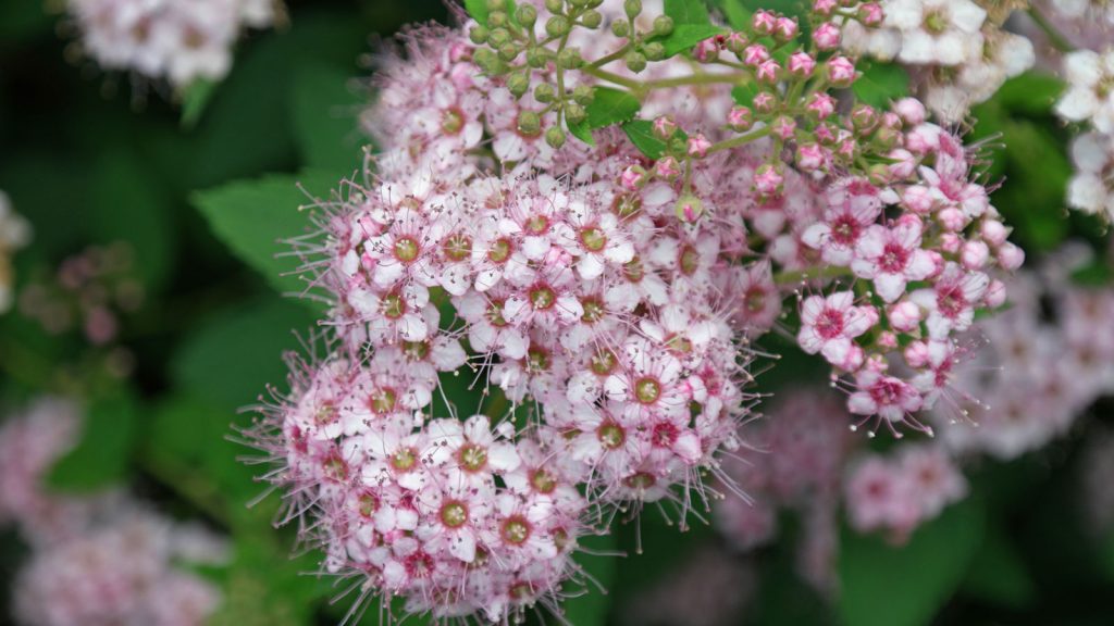 Spirea biljka