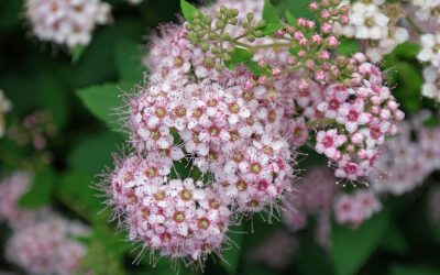 Spirea: plantación y cuidado