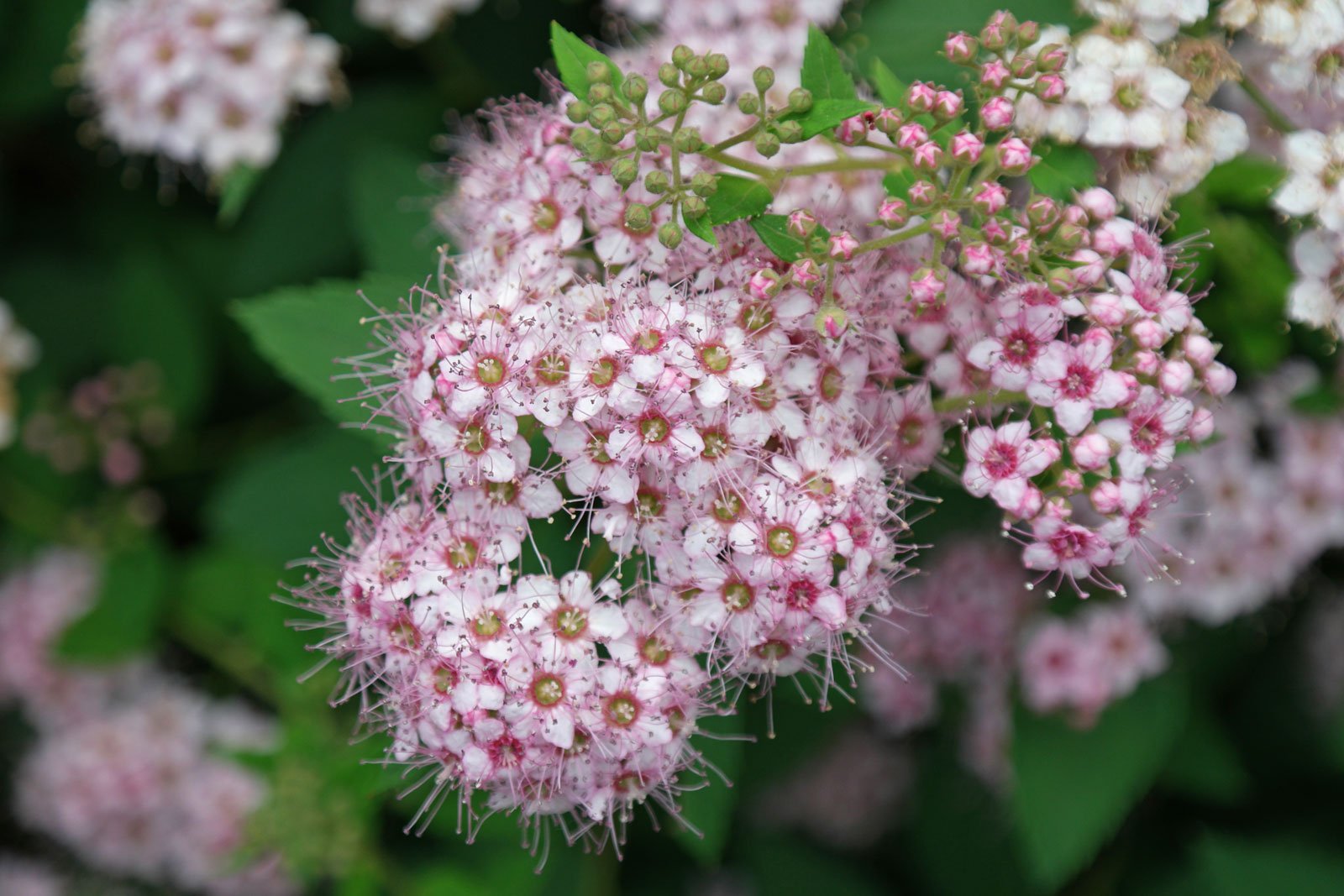 Spirea biljka