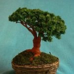 El arbol esta listo