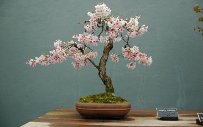 Bricolaje bonsai