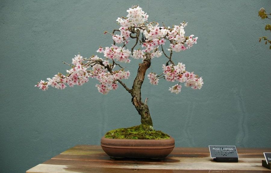 Bonsai bricolatge
