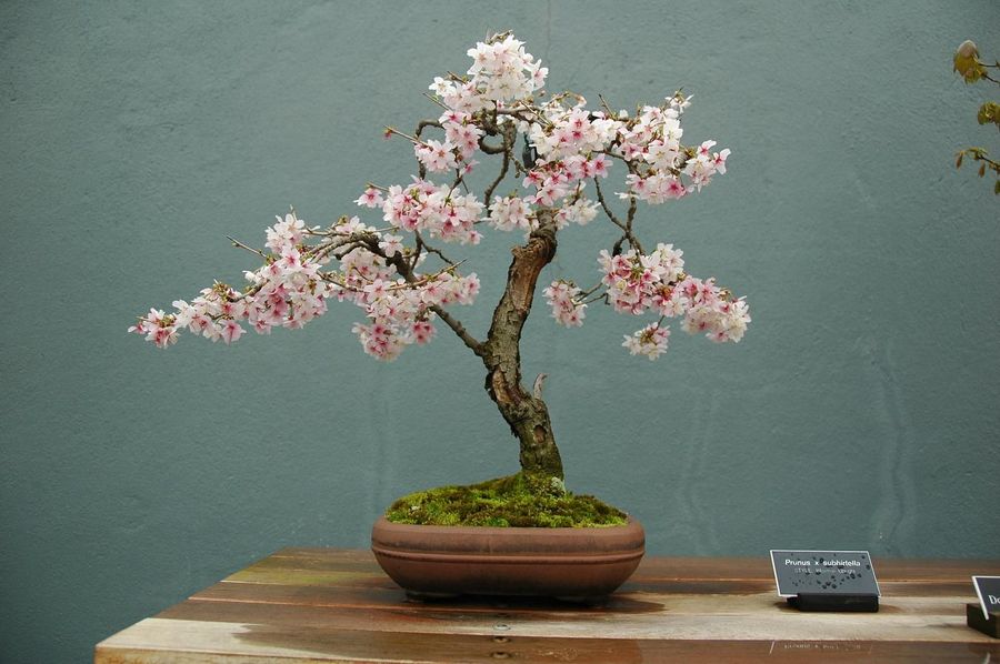 DIY-bonsai