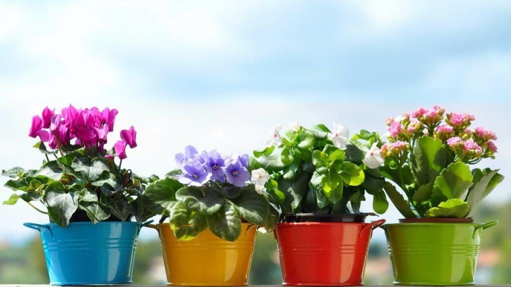 Flors de casa
