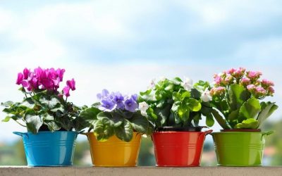 Plantas con flores caseras