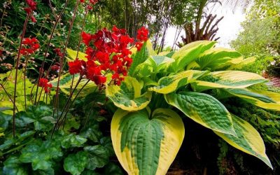 Flores perennes tolerantes a la sombra para el jardín que florece todo el verano