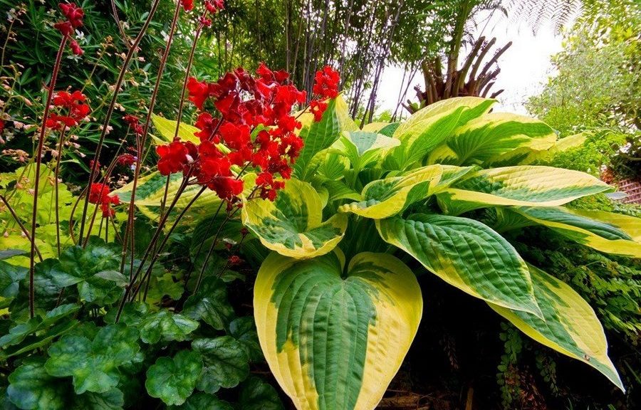 Flors perennes que toleren les ombres per al jardí que floreixen tot l'estiu