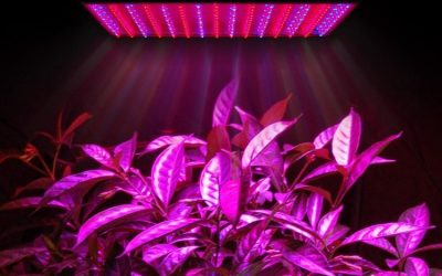 Como elegir una lámpara LED para plantas