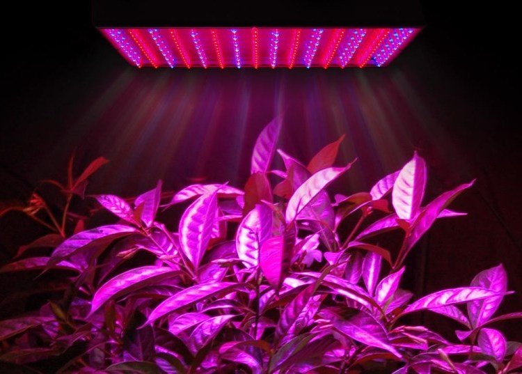 Plantes sota la làmpada