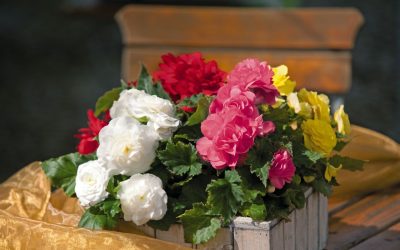 Begonia cuidado y cultivo en casa