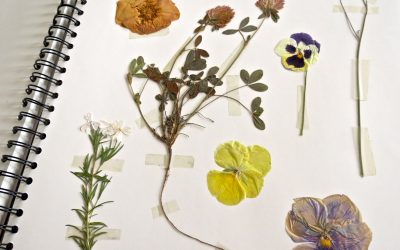 Cómo hacer un herbario: diseño de álbumes y plantas de secado.