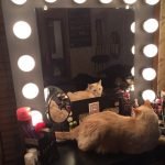 Gato en la mesa