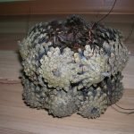 Base de la cesta
