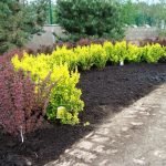 Coníferas alrededor del jardín de flores.