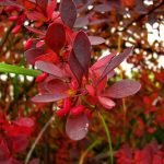 Arbusto rojo