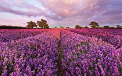 Lavanda: plantación y cuidado en campo abierto y macetas.