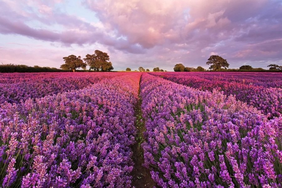 Sadnja i njega lavande