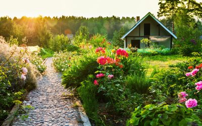 Qué flores plantar en el país en otoño, para que florezcan en primavera y verano