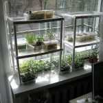 Estantes para plántulas en la ventana