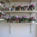 Violetas en un estante