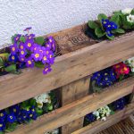 Estante para violetas