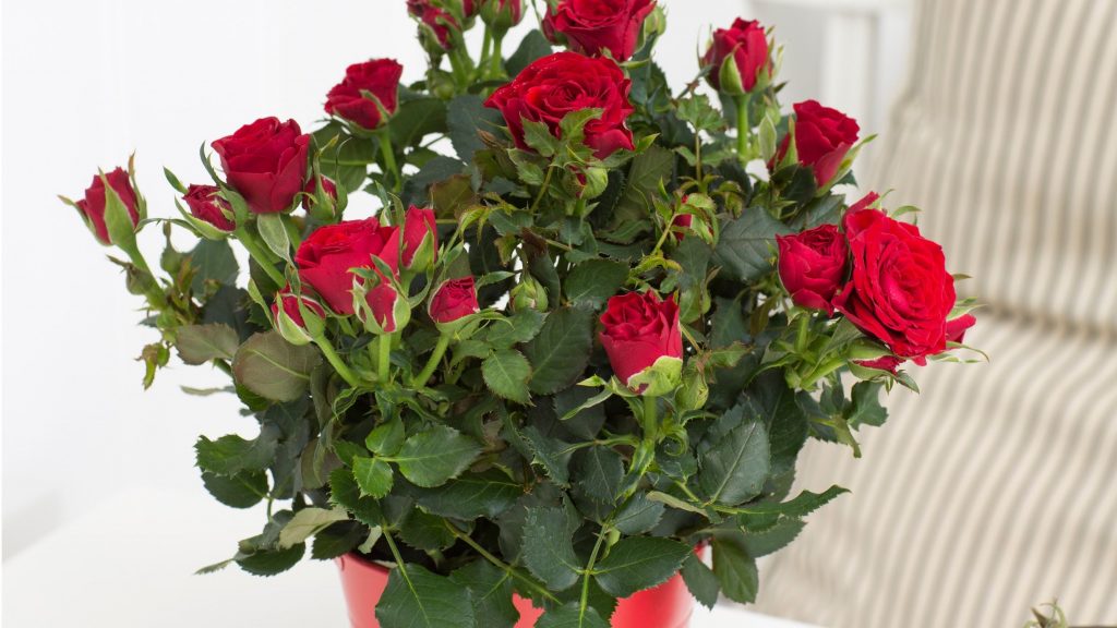 Rosa vermella