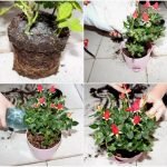Proceso de trasplante