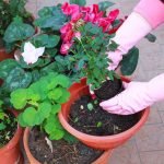 Trasplante casero de rosas