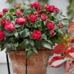 Rosas rojas