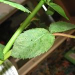 La hoja se vuelve amarilla