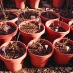 Propagación de rosas