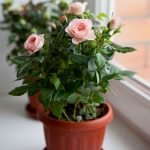 Rosas rosadas