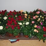 Muchas rosas