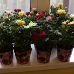 Rosas en el alféizar