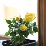 Rosas amarillas