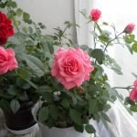 Rosas cerca de la ventana