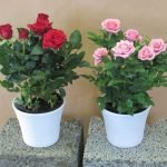 dos macetas con una rosa
