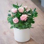 Rosas en una maceta