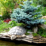 Tortuga de guijarros