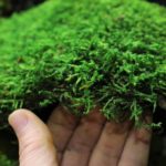 Moss para una foto