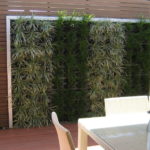 Plantas hidropónicas