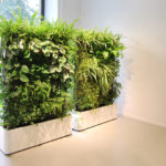 Plantas verticales