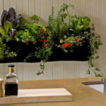 Plantas en la cocina