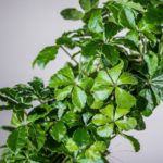 Planta de hiedra