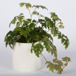 Plantar en una maceta
